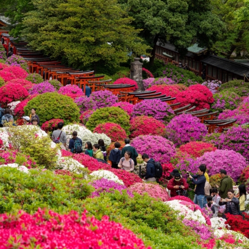 第５５回文京つつじまつり　出展のお知らせ